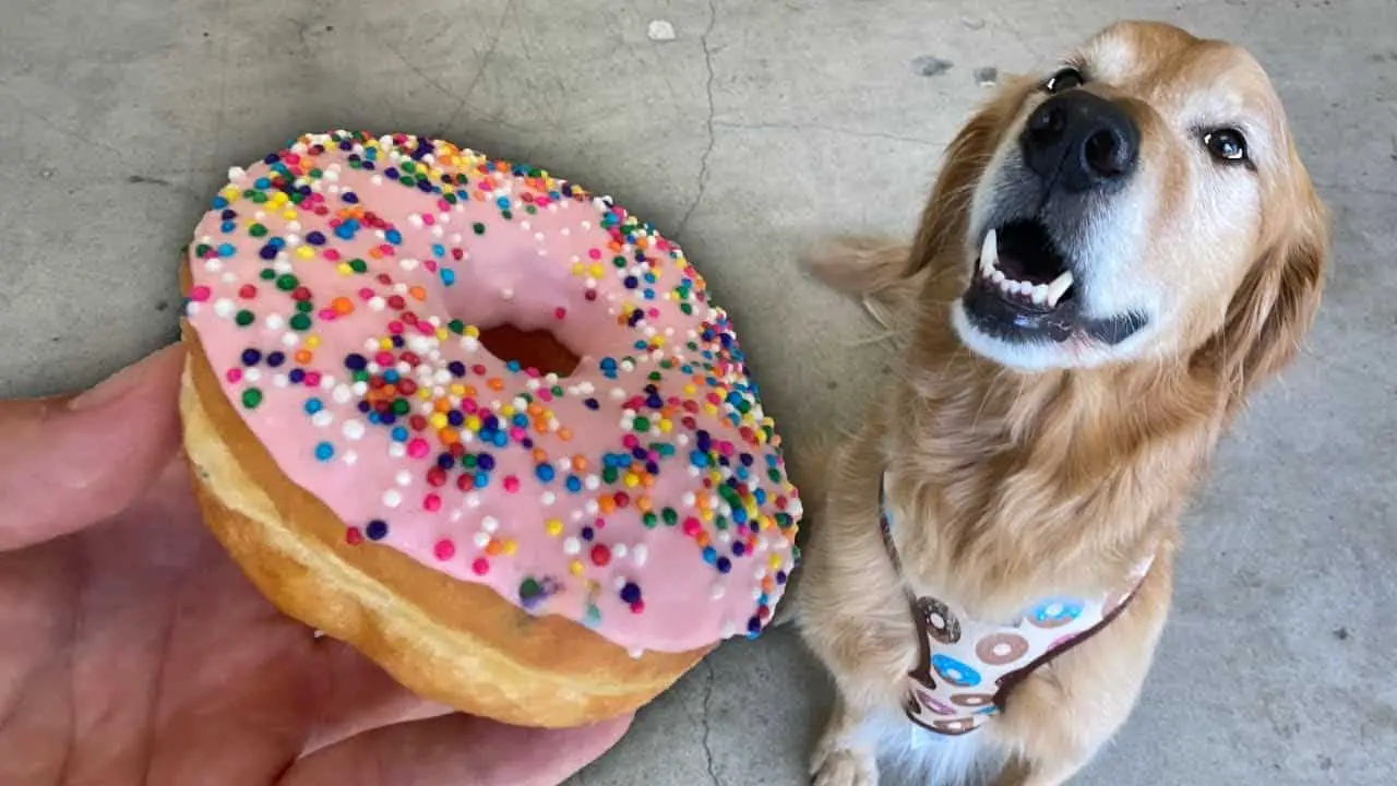 can dogs eat glazed donuts