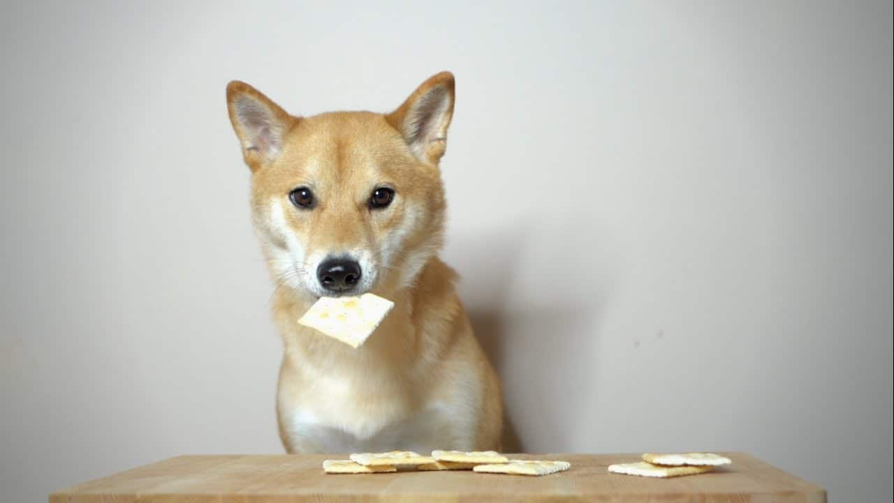 can dogs eat human crackers